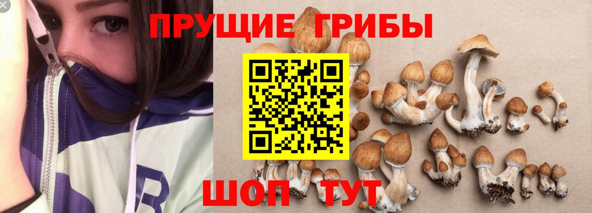 Зерноград  Псилоцибиновые грибы GOLDEN TEACHER  Псилоцибиновые грибы Magic Shrooms  Вход с VPN 